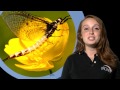 Life Cycle and Properties of Stars