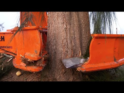 Amazing Fastest Big Tree Cutting Equipment Working - Dangerous Tree Harvester Stump Destroy Machines