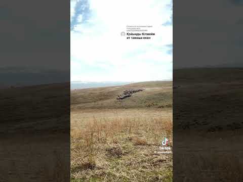 Ақылды Ит