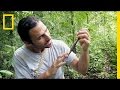 Cat-Eyed Snake and Venomous Snakes