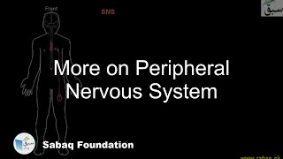 More on Peripheral Nervous System
