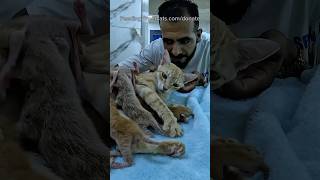 We will be the hope that shines on the faces of all mother cats #cat #catrescue #rescue #kittens