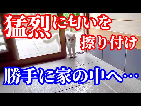 玄関先で激しく鳴く野良猫が勝手に家に上がって来て可愛すぎる