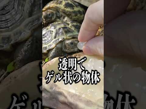 リクガメに超巨大アロエを与えてみると・・・