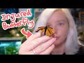 Caring for Injured Monarch Butterflies