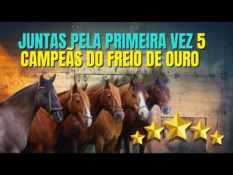 Campeãs do Freio de Ouro no Brasil e na FICCC reunidas pela primeira vez na Capanegra Agropecuária