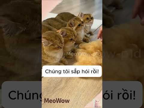 Quả bóng làm từ lông mèo #cat #shorts #meowow