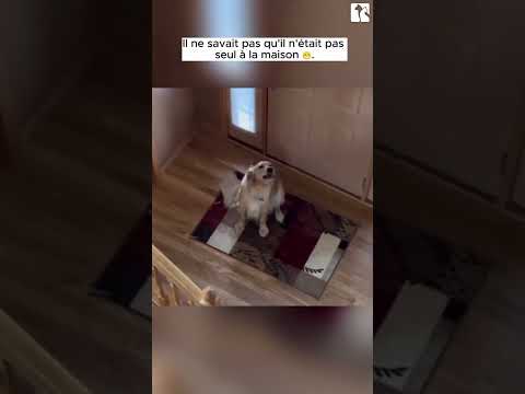 Ben t’es là toi ? #labrador