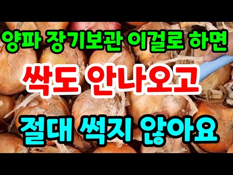 양파보관 이것만 사용하면 싹도 안나오고 절대 썩지 않아요 양파보관법 냉장고 양파심는시기 양파재배 싹난양파요리 양파청 양파고르는법 양파장아찌#양파효능#건강#힐링#친환경#주말농장#귀농