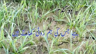 یہ وہ گندم ہے جس کی ہم روٹی کھاتے ہیں