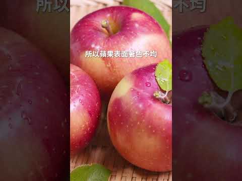 青森「不摘葉」豐葉蜜富士蘋果，期間限定在台販售，完美的蜜腺！