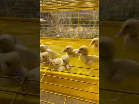 ما كنت متوقع يعيشوا 😂