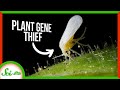 Silverleaf Whitefly and Horizontal Gene Transfer