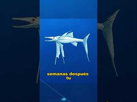 If you are a triangular fish#animals #Friendship #Us