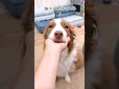 撫でやすいようにお耳ペタンコで待機する犬が可愛すぎる🥺♡【ボーダーコリー・オーストラリアンシェパード】#shorts
