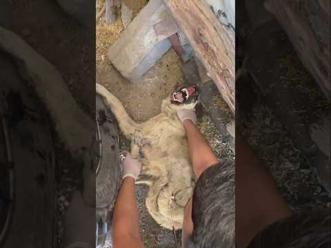 Durumu çok ağır olan hasta yavru köpeği kurtardık 👆🐕💙💙#shorts #shortvideo #shortsvideo