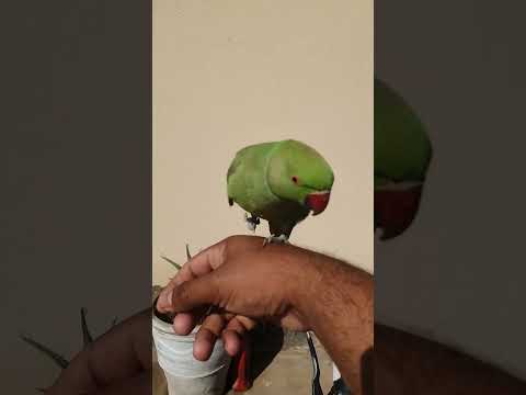 Mummy Mujy Bukhar Ho Gaya #parrot #birds #parrotvideo #talkingbird #talkingparrot #pets #shazvlogs92