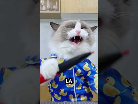 😱Un gato se separó de una mujer y la molestó.🙀#short