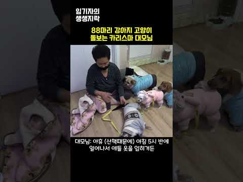 매맞는 강아지 구조한 할머니