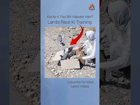 #RacerPigeons #Shorts