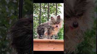 Meet The Porch Goblin