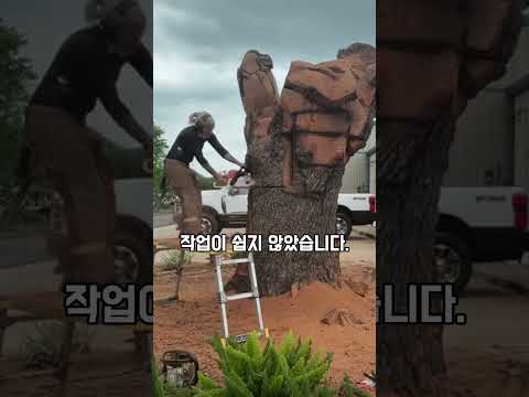 참나무에 새긴 놀라운 조각 이야기