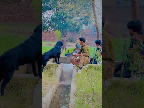 Best Labrador dog train of the world doniya ka sub say samjdar dog Salman Dhillon ka rocky #rocky
