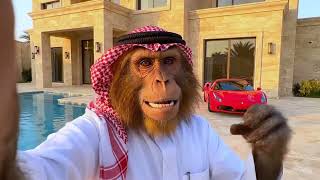 😡 اصيل يرفض انضمام القرد الغني هياط لفالكونز !! وش قال بندريتا ؟!