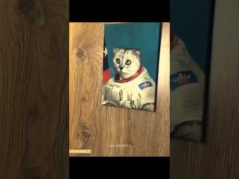 Funny Animals 2025 😂 - Funniest Cats and Dogs Videos 🐶🐱 #shorts