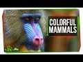 Coloration in Mammals and Evolutionary Adaptations