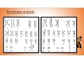 Chromosome Structure and Karyotypes