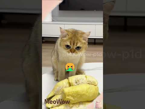 Đôi giày Sầu Riêng của Hoàng Béo #cat #shorts #meowow