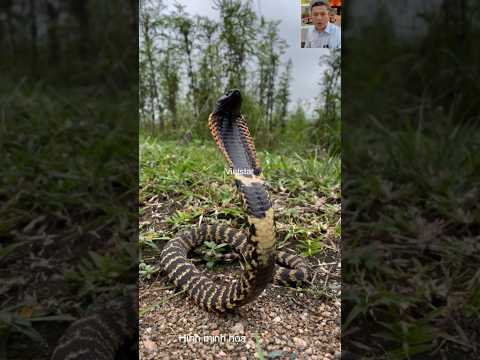 Rắn cảnh báo nguy hiểm như thế nào #animals #dongvat #shortvideo #snake #thegioidongvat #short