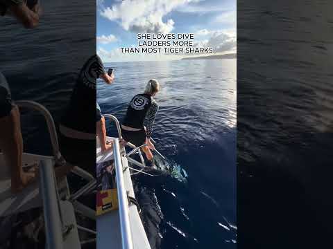 You could come dive with us @ONEOCEANDIVING   #sharkdiving #sharkwhisperer #sharks  #sharkdiver