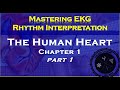 Understanding the Human Heart