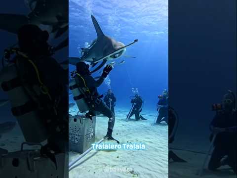 wdyt about cute animals like this? #tungtungtungsahur #brainrotanimals #tralalerotralala #brainrot