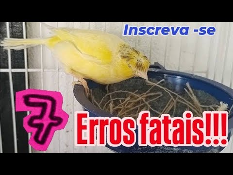 7 Coisas que fazem a canária abandonar o ninho - Canáril do Alemão