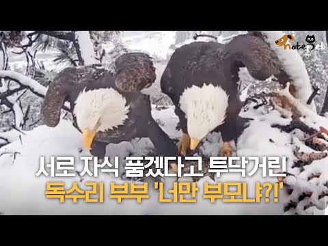 서로 자식 품겠다고 투닥거린 독수리 부부 '너만 부모냐?!'