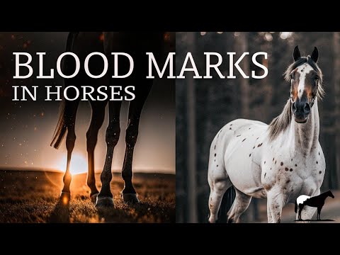 "Finura Y Pureza" Marcas De Sangre En Los Caballos (Blood Marks) 🐴-Del Cerro Soy