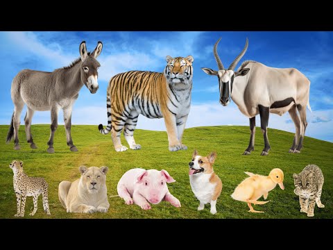 Lively Compilation of Animal Sounds : Donkey, Tiger, Antelope, Lion, Pig, Dog - Animal Moments