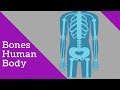 Understanding the Skeletal System