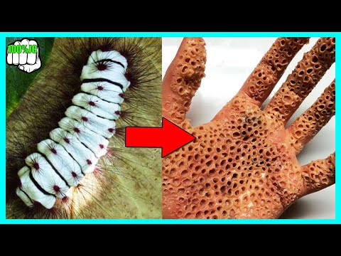 5 Insectos Más Peligrosos Del Mundo - 100%JC #insectos #animales