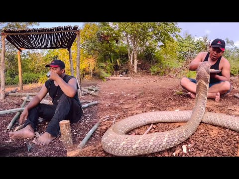 BERPETUALANG DI GUBUK BAMBU TENGAH HUTAN BERSAMA ULAR KING COBRA..