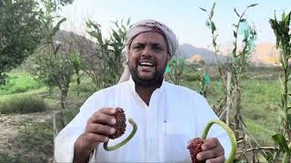 حصاد الذرة والسمسم ونصائح عن زراعة الحلبة وحب الرشاد