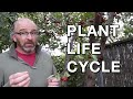Life Cycle of Cherry Trees