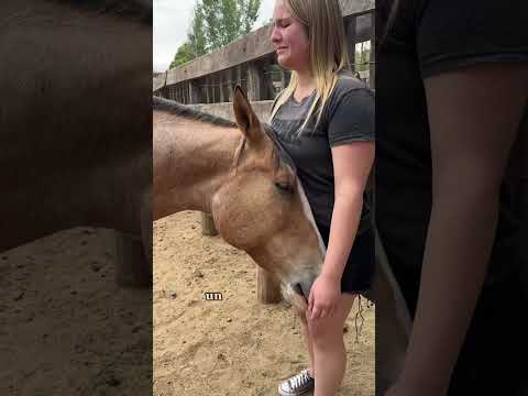 Constelación familiar con asistencia equina #constelacionfamiliar #caballos