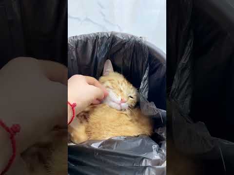 My cat 🐈🐈🐈 🤣🤣#trending #fypシ゚