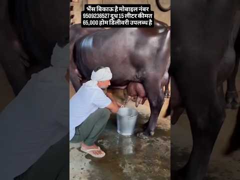 भैंस बिकाऊ है दूध 15 लीटर कीमत ₹65000 ऑल इंडिया 9509236527 ट्रांसपोर्ट सुविधा उपलब्ध है #baffalo