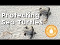 Sea Turtle Conservation and Ecology