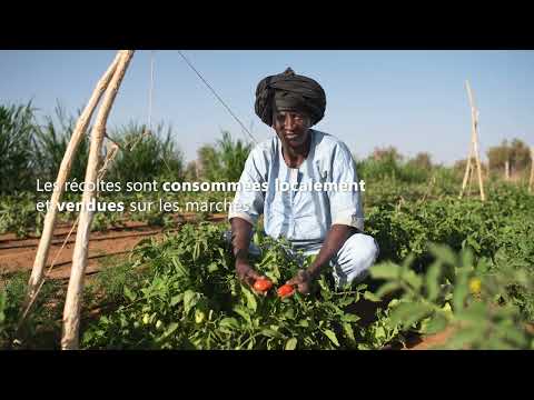 Jardins Maraîchers Circulaires : cultiver la résilience en Mauritanie